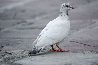 Close-up of seagull perching on footpath