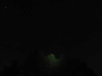 Low angle view of trees against sky at night