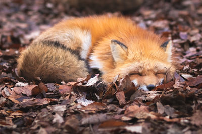 High angle view of fox sleeping on land during autumn