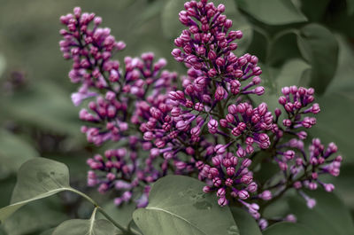 Close-up of pink flowering plants