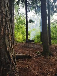 Trees in forest