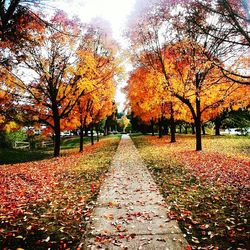 Autumn trees in park