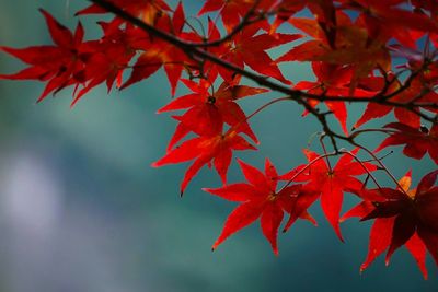 Close-up of red maple leaves on branch