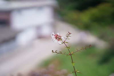 Close-up of flower against sky