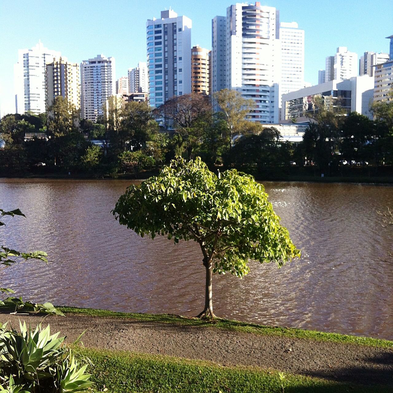 VIEW OF TREE GROWING AGAINST CITYSCAPE