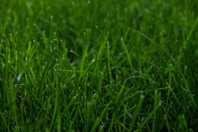 Close-up of grass on field