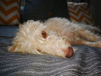 Close-up of a dog resting on bed