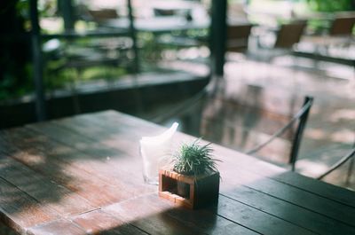 Close-up of potted plant on table