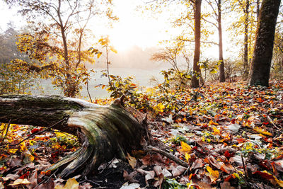 Sunlight falling on autumn leaves in forest