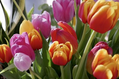 Close-up of multi colored tulips