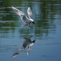 Seagulls flying over lake