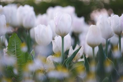 Close-up of white crocus blooming outdoors