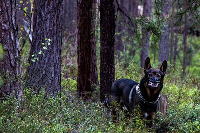 Dog in forest