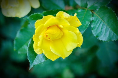 Close-up of yellow rose