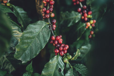 Close-up of red berries growing on tree