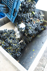 High angle view of fruits growing in crate