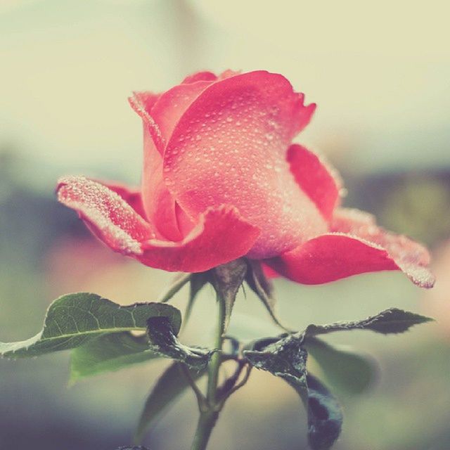 flower, petal, freshness, fragility, flower head, beauty in nature, pink color, close-up, growth, focus on foreground, nature, plant, single flower, blooming, rose - flower, bud, in bloom, stem, selective focus, pink