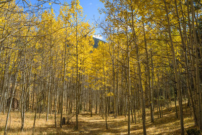 Trees in forest during autumn