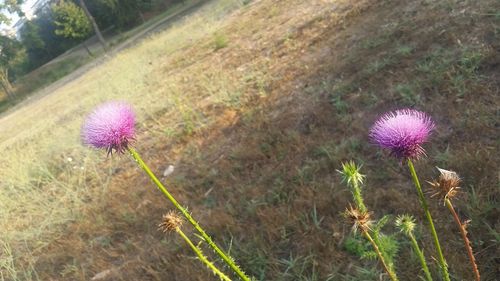 Close-up of thistle blooming outdoors