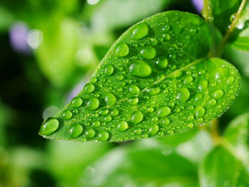 Close-up of raindrops on leaves