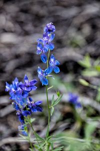 Close-up of purple flowering plant