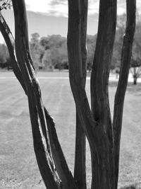 Close-up of tree trunk against the sky