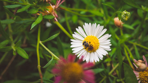 Close-up of bee pollinating on yellow flower