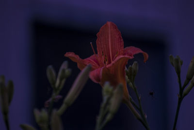 Close-up of pink flowers blooming outdoors