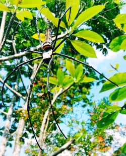 Low angle view of butterfly on plant