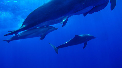 Fish swimming in sea