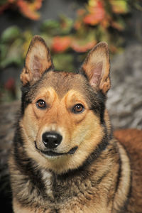 Close-up portrait of dog looking at camera