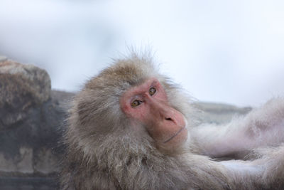 Japanese snow monkey in hot spring