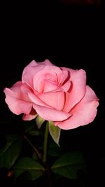 Close-up of pink rose against black background