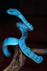 Close-up of an animal head