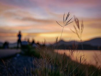 Close-up of grass against sky during sunset