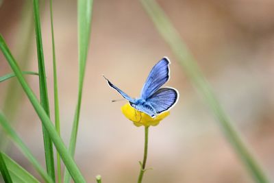 Close-up of butterfly pollinating on purple flower