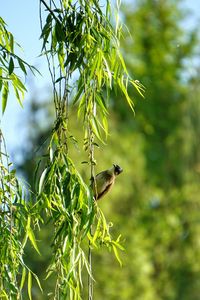 Low angle view of bird perching on tree