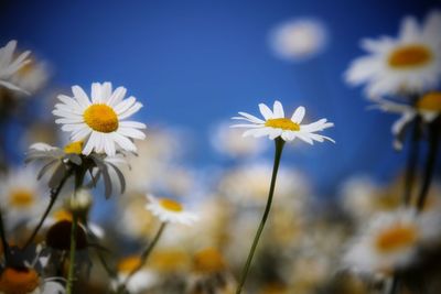 Close-up of white daisy flowers