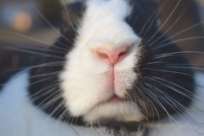 Close-up portrait of cat