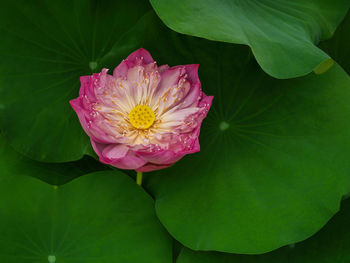 Close-up of pink lotus water lily