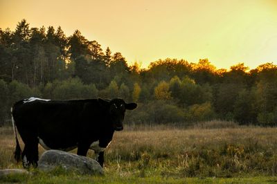 Sheep grazing on grassy field