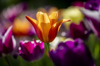 Close-up of purple crocus flowers