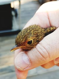 Close-up of hand holding a bird