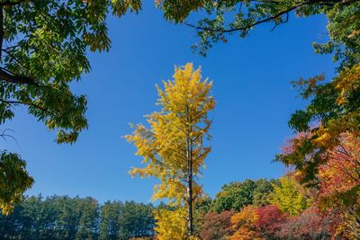 Low angle view of trees against blue sky