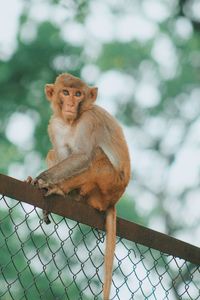 Portrait of monkey sitting on fence