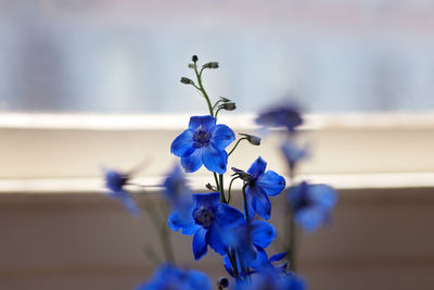 Close-up of purple flowering plant