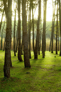 Trees in forest