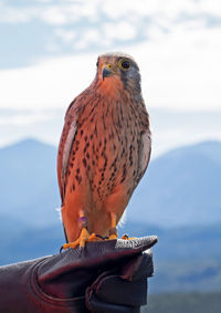 Close-up of bird perching on rock against sea