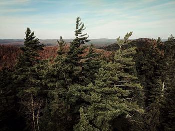 Pine trees on landscape against sky