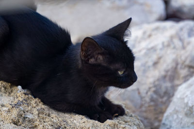 Close-up of cat looking away